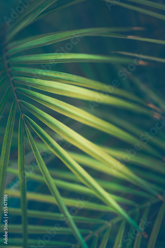 Fototapeta Naklejka Na Ścianę i Meble -  Palm Leaves Background