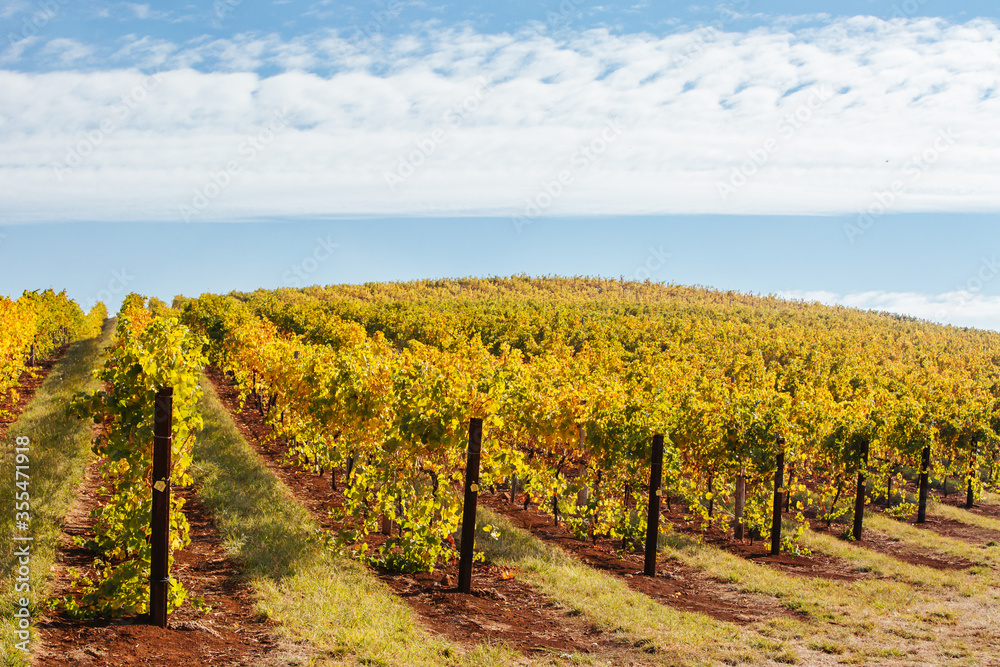 Naklejka premium King Valley Vineyard in Australia