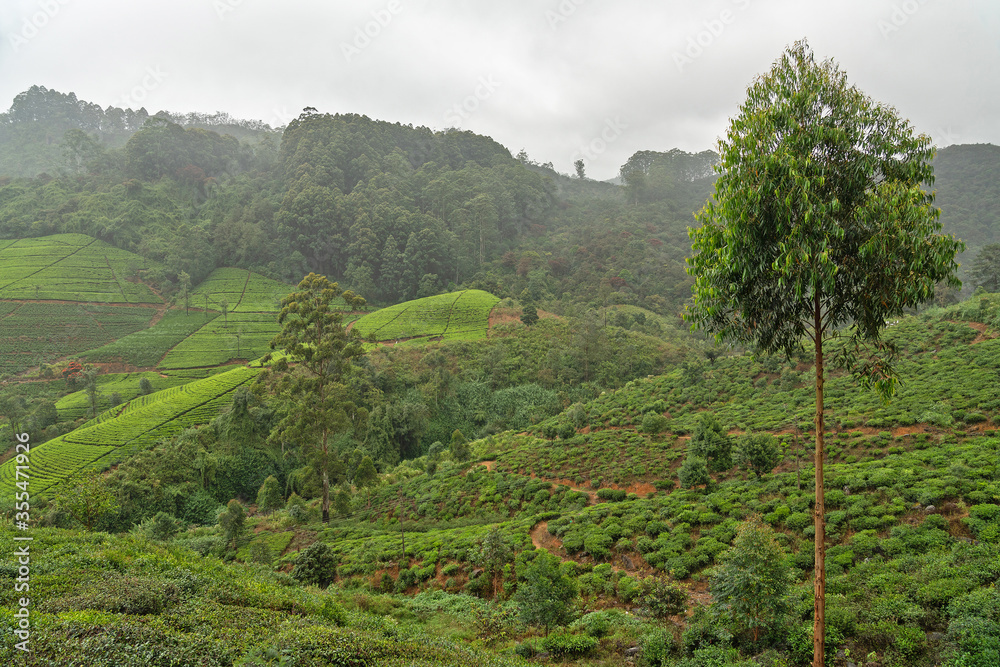 Nuwara Eliya tea plantation field, Sri Lanka