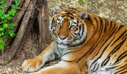 Siberian tiger  Panthera tigris tigris  is also called the Amur tiger  Panthera tigris altaica  in the aviary of the zoo. Dangerous mammal is a predatory animal in the taiga. Big wild cat