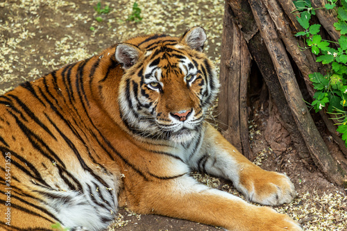 Fototapeta Naklejka Na Ścianę i Meble -  Siberian tiger (Panthera tigris tigris) is also called the Amur tiger (Panthera tigris altaica) in the aviary of the zoo. Dangerous mammal is a predatory animal in the taiga. Big wild cat