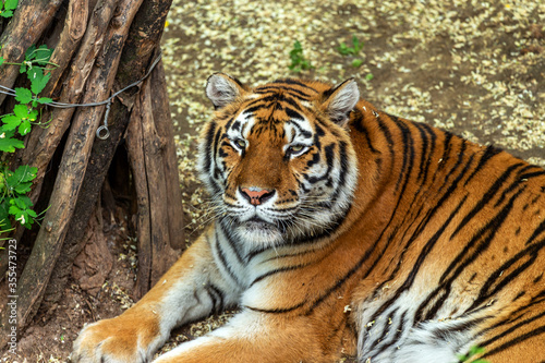 Siberian tiger  Panthera tigris tigris  is also called the Amur tiger  Panthera tigris altaica  in the aviary of the zoo. Dangerous mammal is a predatory animal in the taiga. Big wild cat