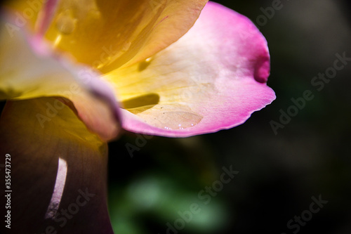 close up of a flower