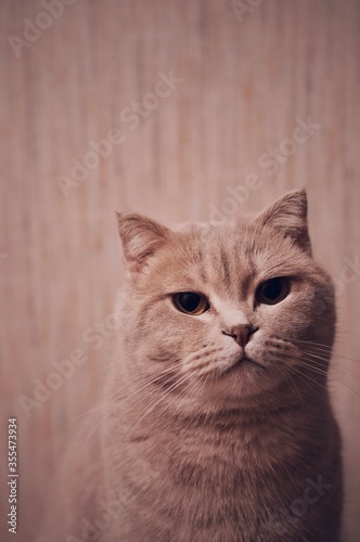 Domestic cat portrait. Head of cat. Scottish lop-ear cat Plyuha. Home portrait cat. Blurred background, blurred foreground.