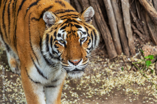 Siberian tiger  Panthera tigris tigris  is also called the Amur tiger  Panthera tigris altaica  in the aviary of the zoo. Dangerous mammal is a predatory animal in the taiga. Big wild cat