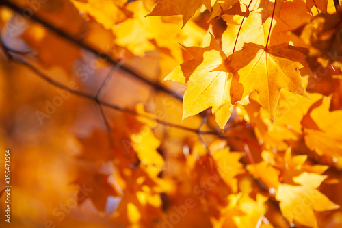 Beautiful yellow maple leaf tree in autumn season at Hokkaido, Japan