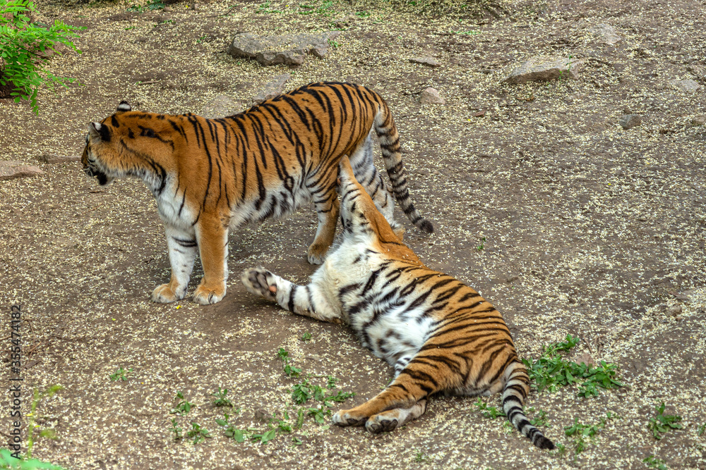 Fototapeta premium Siberian tiger (Panthera tigris tigris) is also called the Amur tiger (Panthera tigris altaica) in the aviary of the zoo. Dangerous mammal is a predatory animal in the taiga. Big wild cat