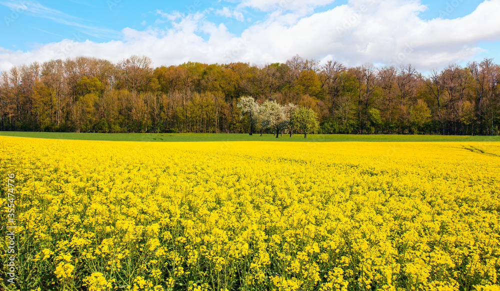 Yellow mustard field landscape industry of agriculture Yellow mustard field landscape industry of agriculture