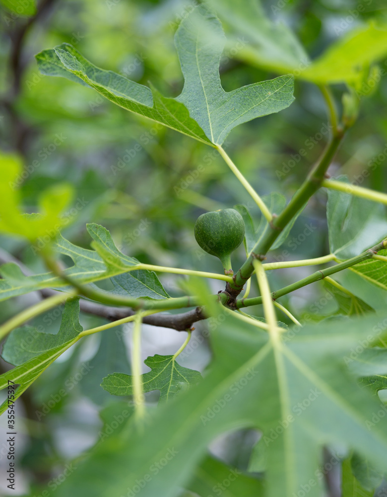 Unripe Green Figs Fruits On Fig Tree Unripe Green Figs Fruits On Fig Tree