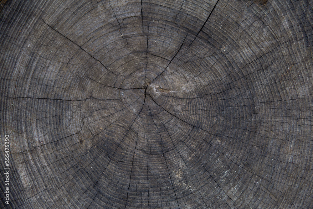 Fototapeta premium Dark wood texture background. Old natural wood.