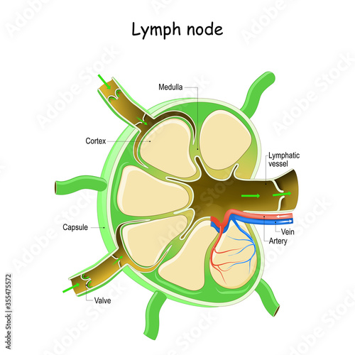 Lymph Node Anatomy photo