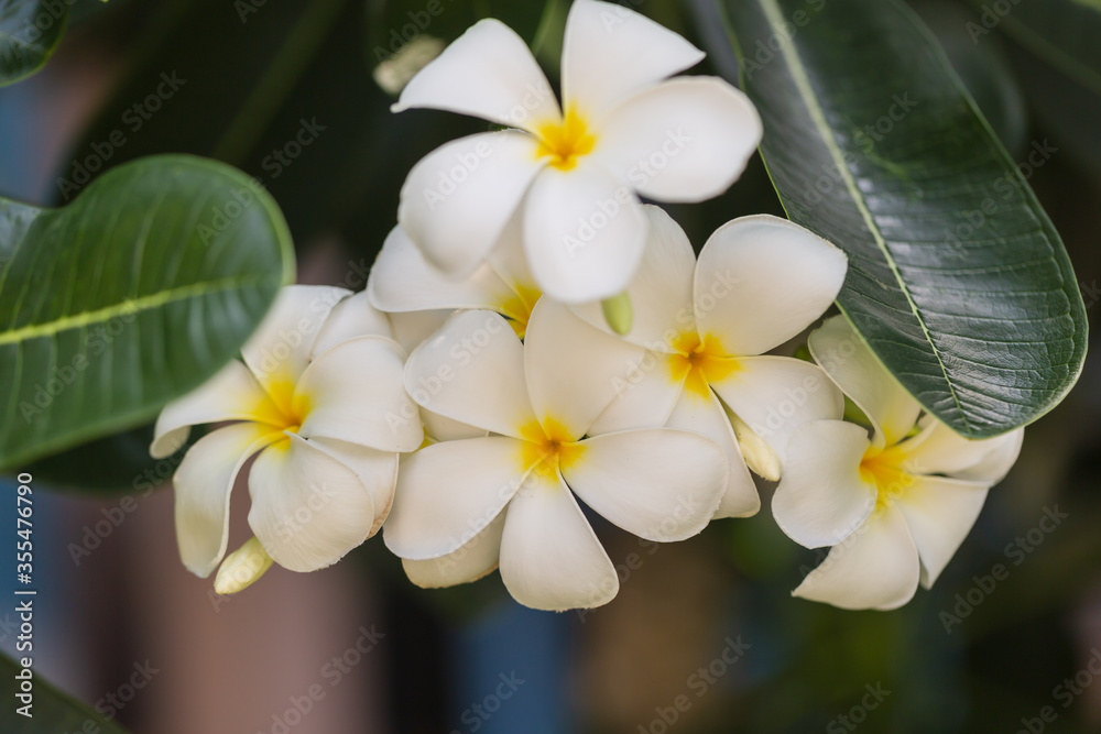 Frangipani white flower on tree nature background Frangipani white flower on tree nature background