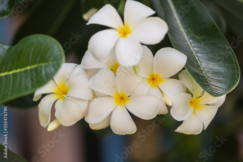 Frangipani white flower on tree nature background