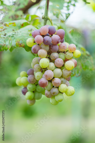 bunch of grapes