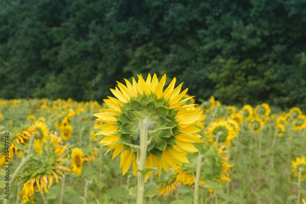 Obraz premium Summer landscape with a field of blooming sunflowers.