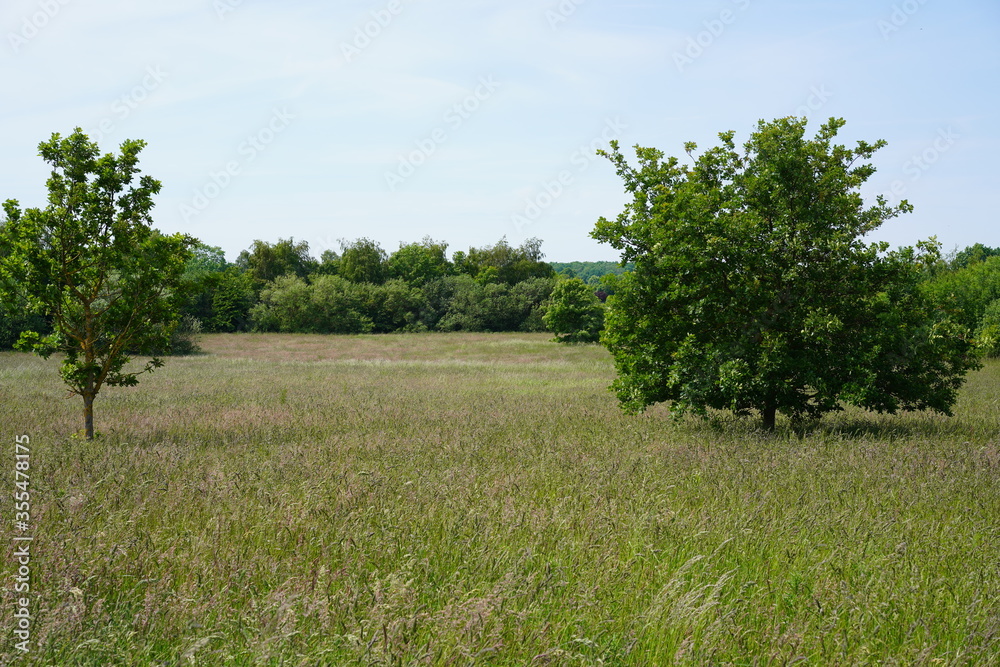 Fototapeta premium Sonnige, grüne Wiesenlandschaft mit Bäumen bei Lübeck
