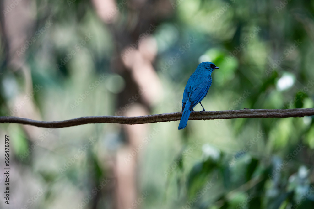 Verditer Flycatcher Verditer Flycatcher