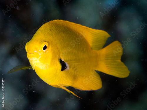 sulfur damsel
