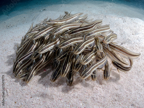 striped catfish strawling around
