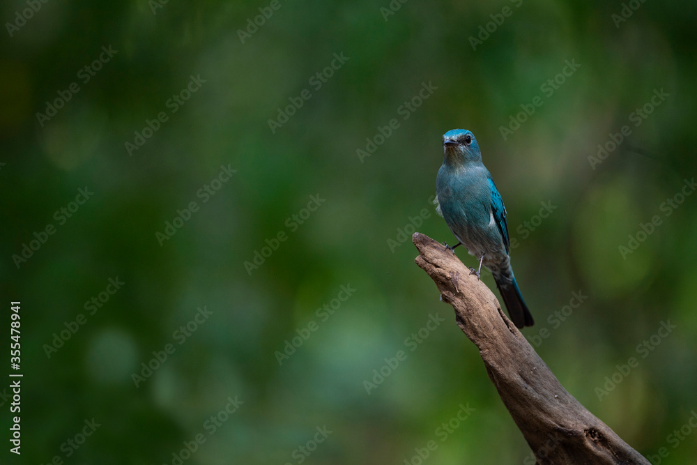 Verditer Flycatcher