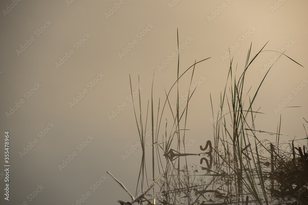 Obraz premium Silhouettes of Reed Stalks in the Solar Mist.