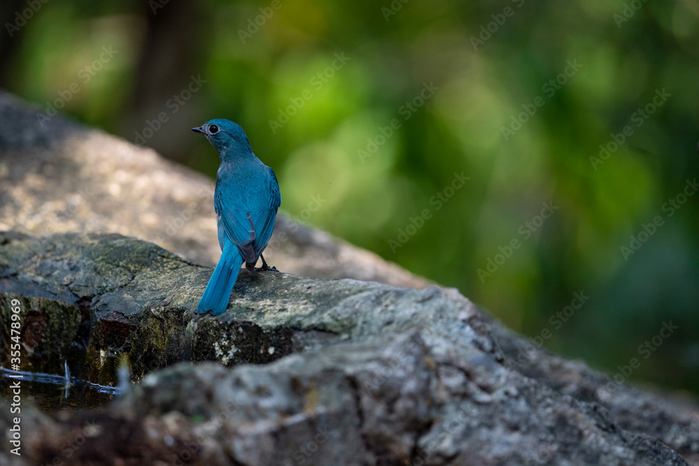 Naklejka premium Verditer flycatcher