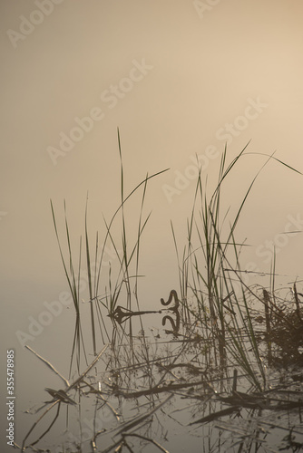Silhouettes of Reed Stalks in the Solar Mist.