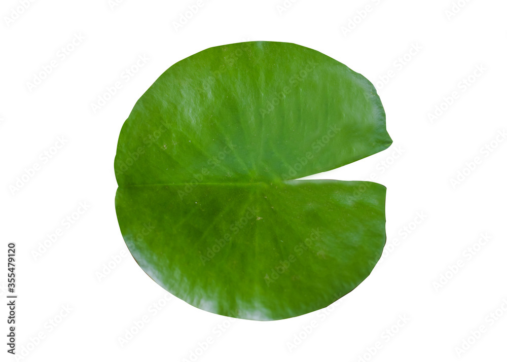 Fototapeta premium TONG174