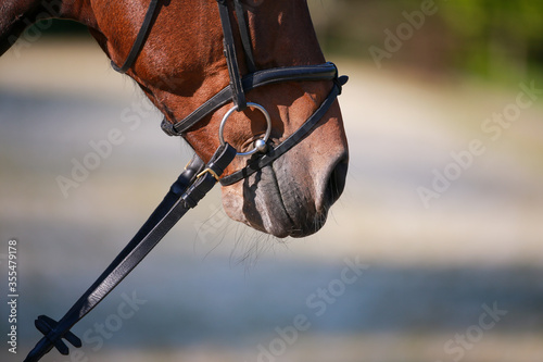 Horse brown, close-up mouth with bridle and straps.. © RD-Fotografie