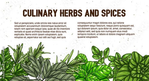 Hand drawn frame with culinary herbs and spices. Vector illustration for design menu, packaging, recipes, label, farm market products. Basil, Parsley, Rosemary, Sage, Bay, Thyme, Oregano
