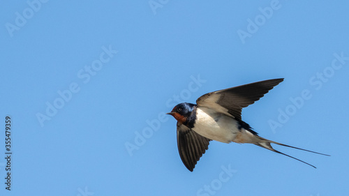 Portrait of one single Barn Swallow (hirundo rustica) in flight in front of blue background taken in germany mecklenburg vorpommern