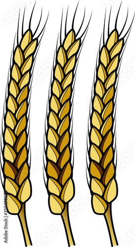 Three free-threshing wheat ears with grains, glumes, and lemmas.