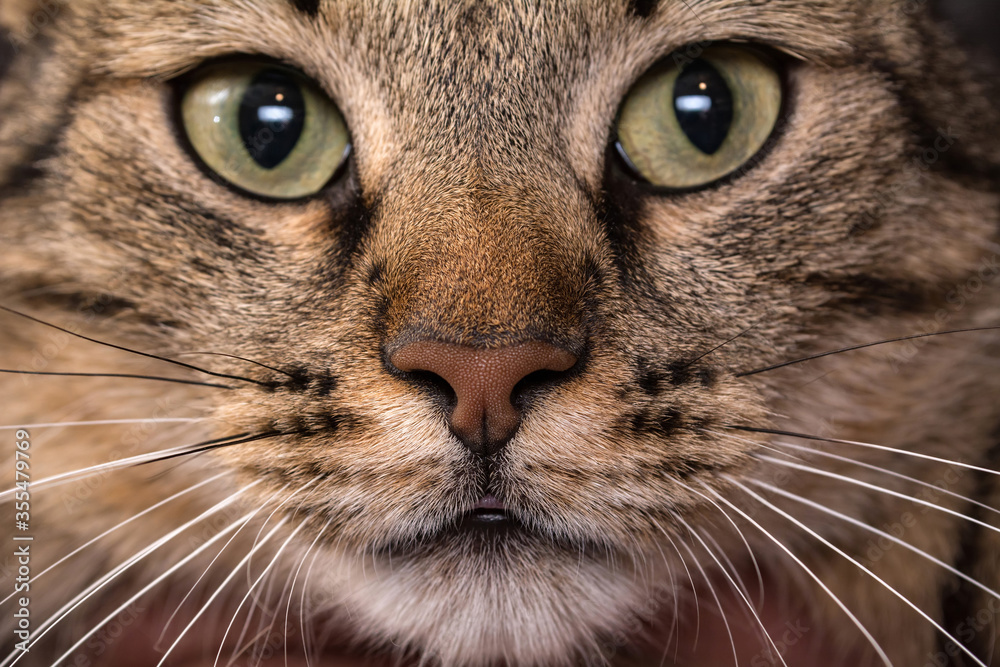 Cat face close up. Macro shot of a brown cat nose.
