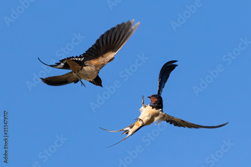 Rare portrait of two Barn Swallow (hirundo rustica) in flight fight with claws open in front of blue background taken in germany mecklenburg vorpommern
