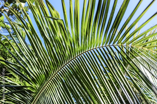 palm leaves on a blue background