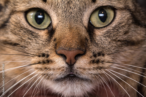 Cat face close up. Macro shot of a brown cat nose. © Ludaiv