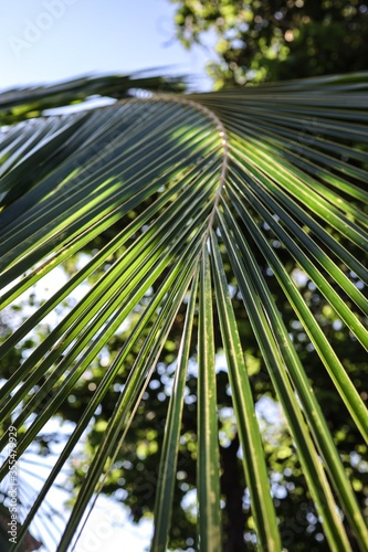 palm tree leaves