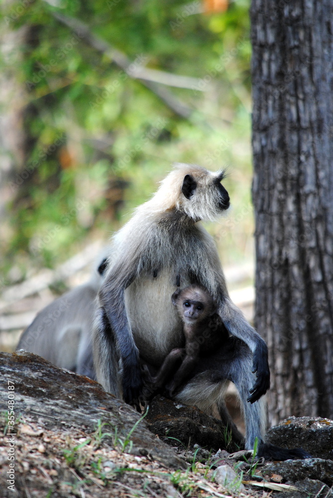 Mother monkey with baby monkey in her lap .