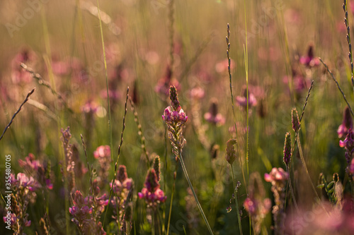 Wild Pink Flowers Sunset © Alexandra