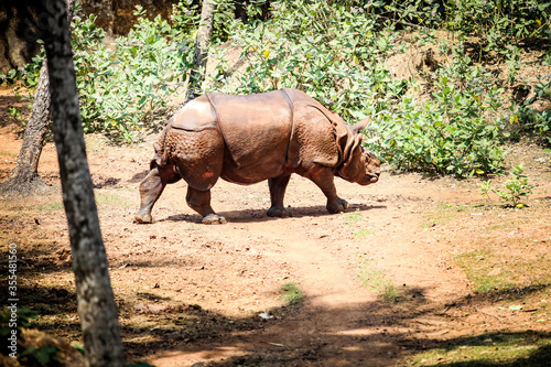single big adult brown rhinoceros without horn walking by dry ground in open aviary