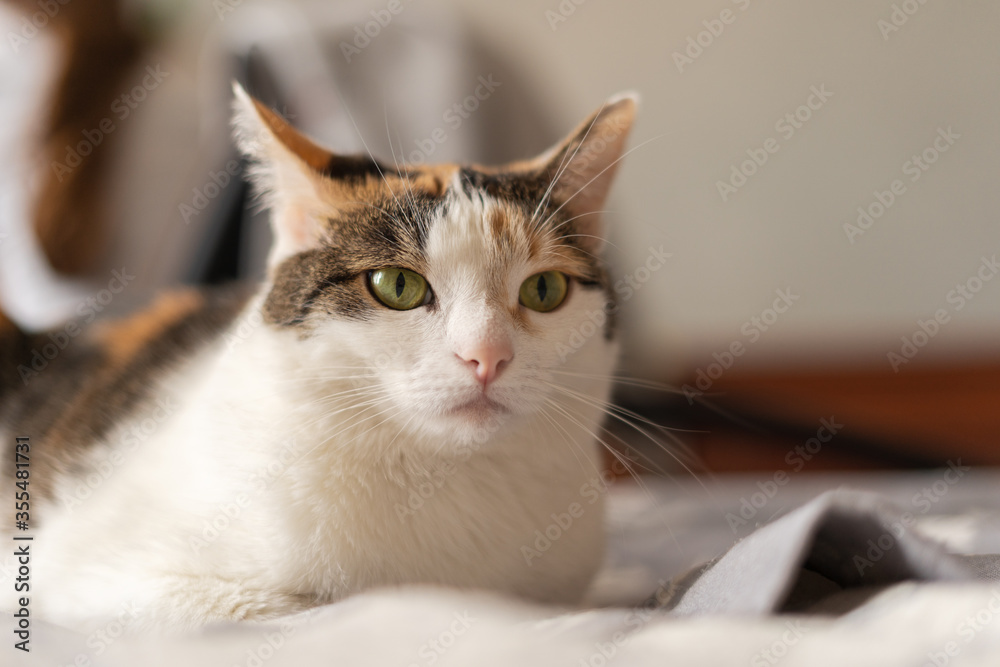 The cat is lying on the bed with an angry expression on its face. The cat is lying on the bed with an angry expression on its face.