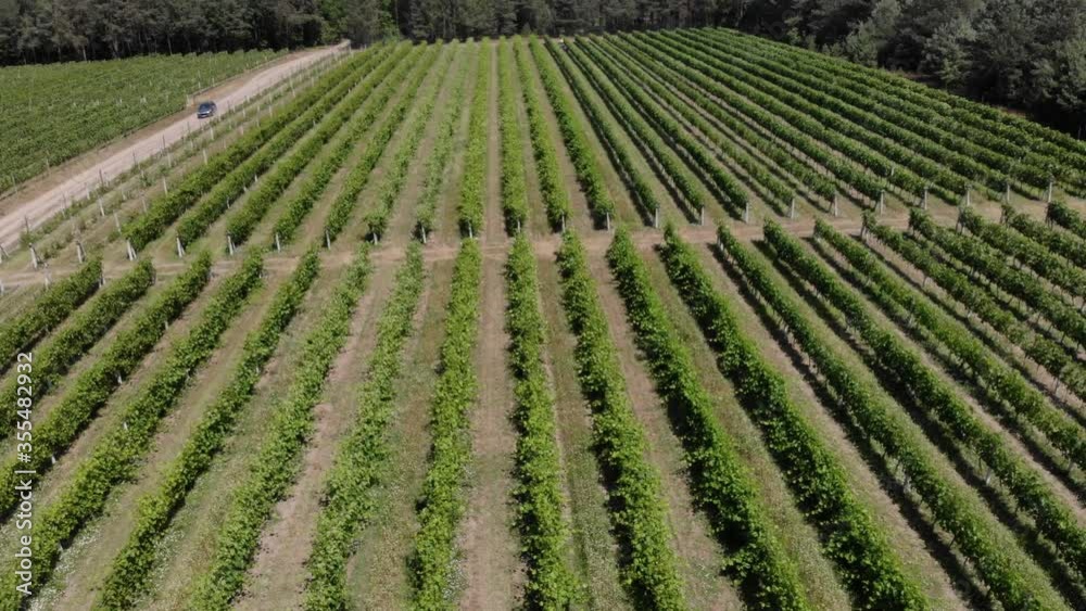 Beautiful green vineyards aerial video. Countryside farms vineyards aerial drone footage. Beautiful green vineyards aerial video. Countryside farms vineyards aerial drone footage.