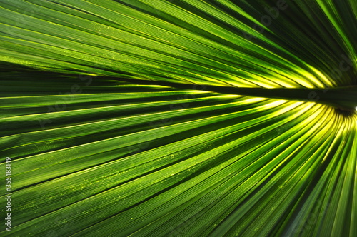 Light penetrates the palm leaf  sabal bermudana 