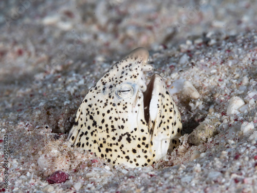 snake eel