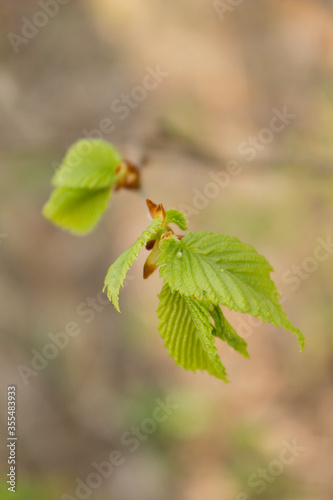new young leaves bloom in spring on tree branches and bushes. Sunny warm spring weather