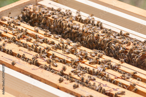 Billede på lærred Close-up of kind-natured worker bees on the top of wooden frames in the beehive’s brood chamber