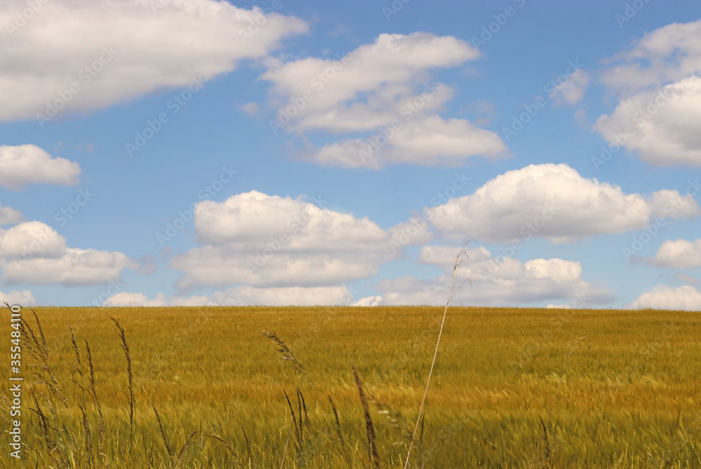 cereal field in front of blue and white sky