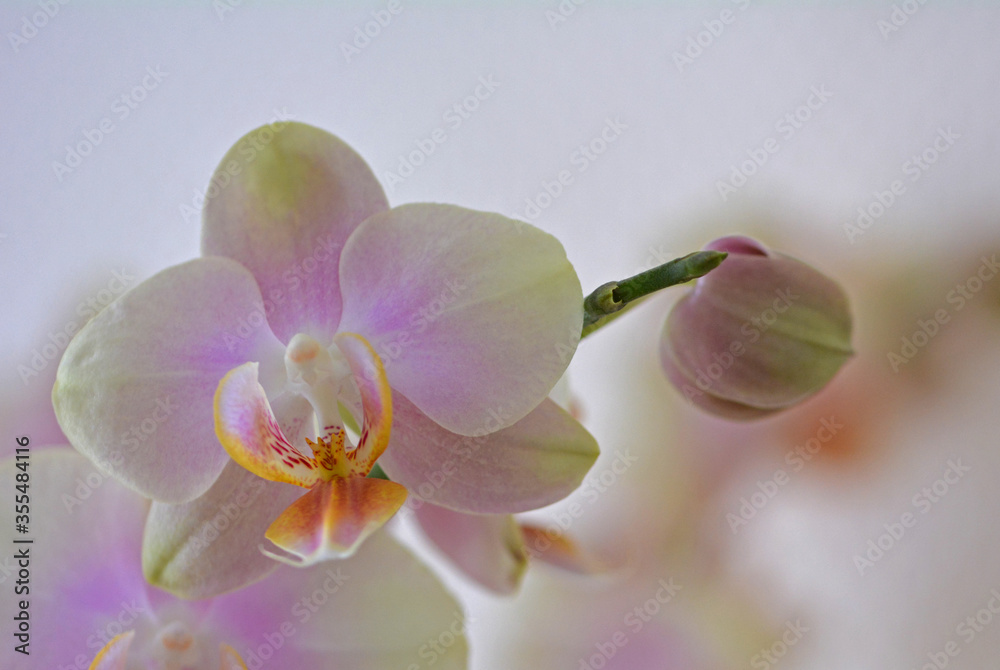 Obraz premium Orchidée
