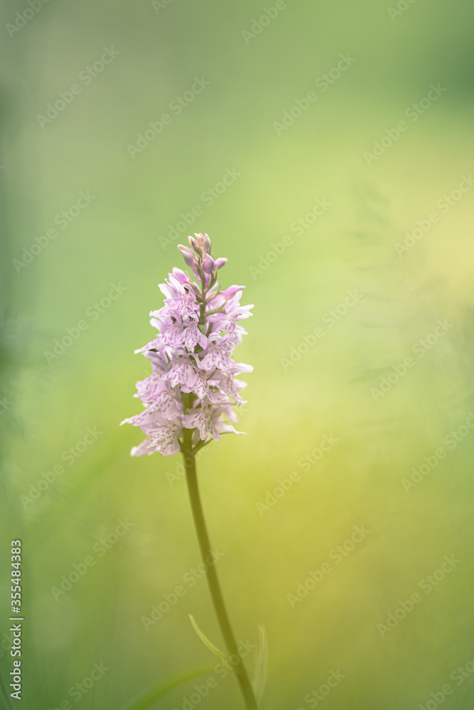 Fototapeta premium Pink flower on green background