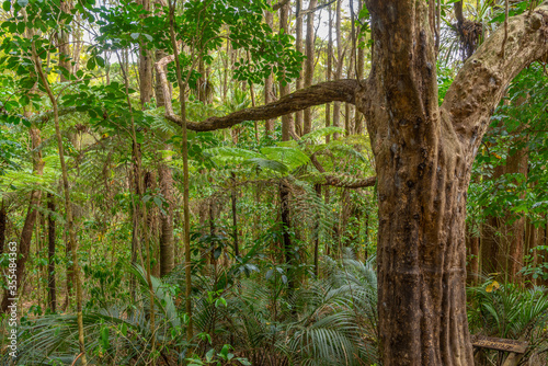 Fototapeta Naklejka Na Ścianę i Meble -  A. H. Reed Memorial Kauri Park at Whangarei, New Zealand